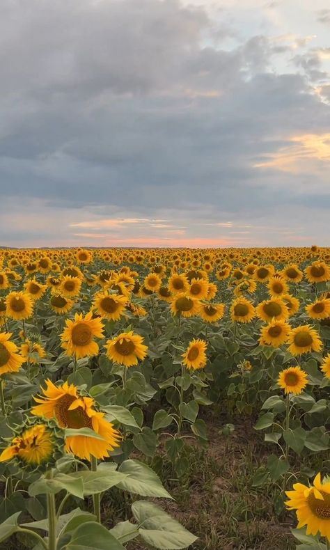 Sunflower Field Aesthetic, Pretty Flowers Pictures, Note Writing Paper, Sky Photography Nature, Sunflower Field, Floral Inspiration, Best Photo Poses, Sunflower Fields, Solar Plexus Chakra