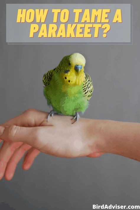 process. Budgie Training, Parakeet Cage Ideas Diy, Parakeet Cage Ideas, Parakeet Talking, Budgie Care, Birds Parakeet, Budgie Food, Bird Parakeet, Parakeet Care