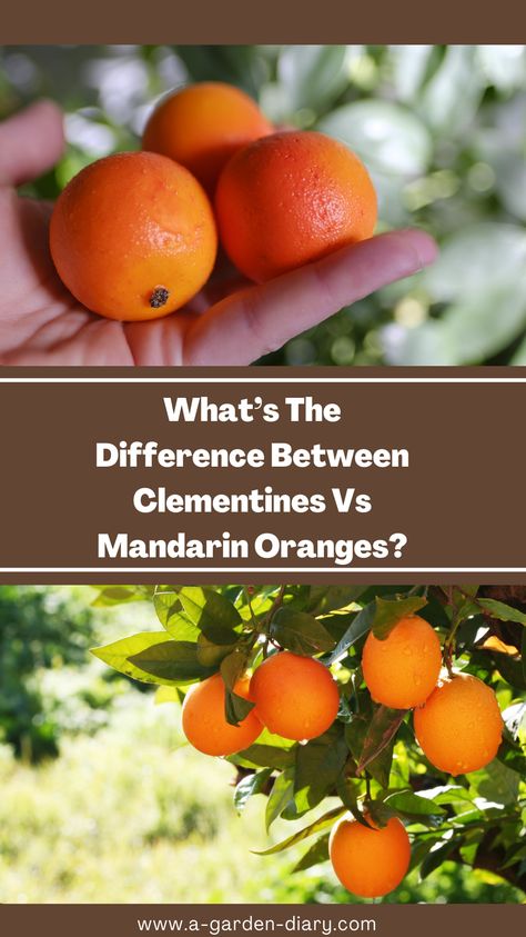 Unveil the citrus mystery with Clementines vs Mandarin Oranges. Our comprehensive guide reveals the subtle yet significant differences between these two popular fruits. From their ease of peeling to their sweetness and seed count, each has its own charm. Perfect for citrus lovers looking to deepen their fruit knowledge and make better choices in the produce aisle. Sweet, juicy insights await! Clementine Benefits, Orange Peels Uses, Succulent Bowls, Recipes Learn, Mandarin Oranges, Garden Diary, Winter Fruit, Citrus Twist, Citrus Fruits