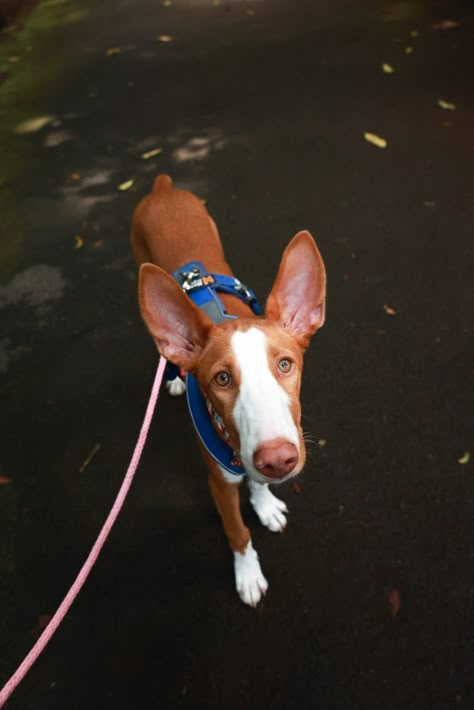 Ibizan Hound Aesthetic, Feral Dog, Ibizan Hound, Dream Dog, Pretty Animals, Hunting Dogs, Dog Photography, Working Dogs, Shelter Dogs