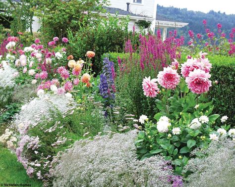 Dahlia Flower Garden, Garden Victorian, Rose Garden Landscape, Pink Perennials, Front Landscape, Dahlia Garden, Rose Garden Design, Victorian Gardens, Dahlias Garden