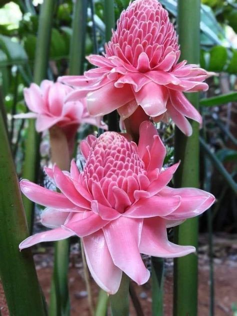 Torch Ginger Flower, Flower Reference, Torch Ginger, Ginger Flower, Strange Flowers, Nothing But Flowers, Unusual Flowers, Most Beautiful Flowers, Morning Flowers