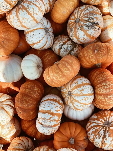 Aesthetic Pumpkin Pictures, Fall Widgets Pumpkins, Autumn Pumpkins Aesthetic, Autumnal Widgets, Pumpkin Fall Aesthetic, Autumn Pumpkin Aesthetic, Pumpkin Pictures Autumn, Cute Pumpkin Aesthetic, Fall Pumpkins Photography