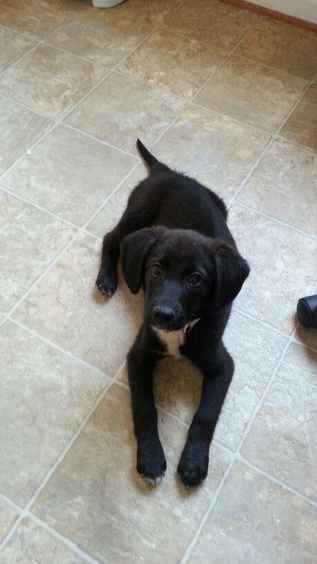 Pez! The rescued borador puppy (lab / border collie mix) Borador Puppy, Labrador Mix, Border Collie Mix, Collie Mix, Labrador Retriever Puppies, Popular Dog Breeds, Puppies And Kitties, Yorkshire Terrier Puppies, Labrador Retrievers