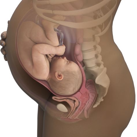 baby in womb at 40 weeks Pregnant Symptoms, Prenatal Development, Baby In Womb, 40 Weeks Pregnant, 39 Weeks Pregnant, 38 Weeks Pregnant, 35 Weeks Pregnant, 37 Weeks Pregnant, 36 Weeks Pregnant