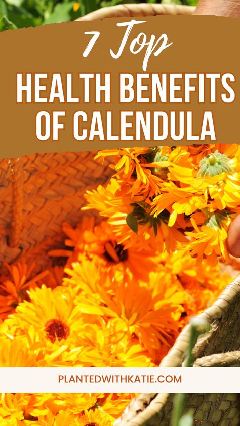 Today, we’re diving into the health benefits of Calendula, also known as pot marigold. It’s a powerful herb used in many natural remedies. #herbalhealing #calendula #herbs Benefits Of Calendula, Pot Marigold, Herbal Skincare, Calendula Benefits, Witch Stuff, Herbal Healing, Home Health Remedies, Witchy Stuff, Clean Living