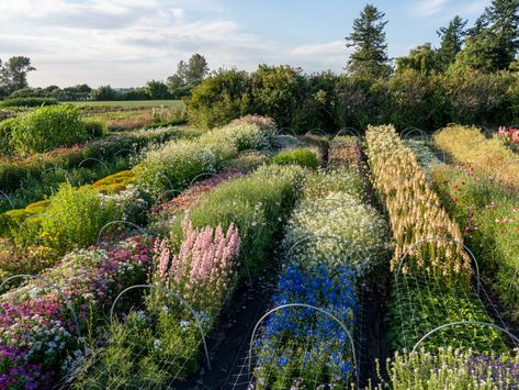 Our Story - Floret Flowers Cut Flower Farm, Large Greenhouse, Farm Plans, Skagit Valley, Farm Layout, Spring Flowering Bulbs, Market Garden, Flower Farmer, Cut Flower Garden