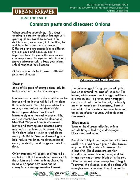 How to grow onion seed from sowing to harvest. Onion growing guide from beginners to advanced gardeners. Sowing, watering, location, fertilizing and harvest. Onion Growing Tips, Harvesting Onions, Onion Harvesting, Garden Binder, Growing An Onion From An Onion, Onion Growing, How To Grow Spring Onion At Home, Garden Beginner, Survival Projects