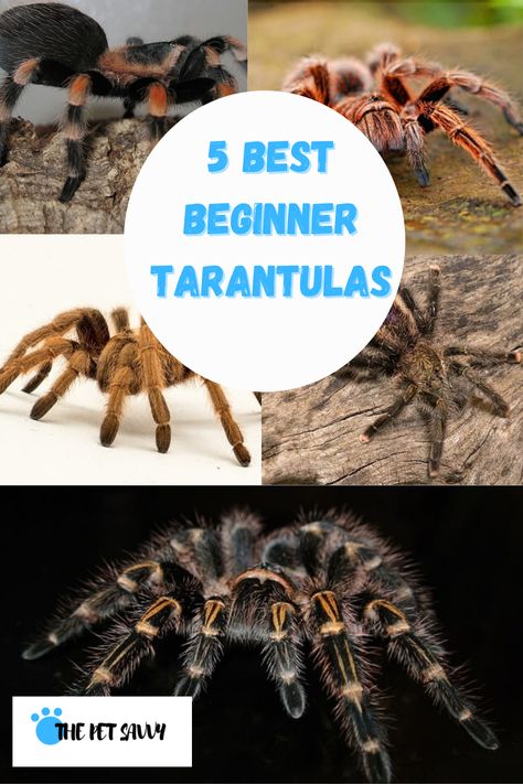 The 5 best tarantulas to get your hands on if you are a total beginner #beginnertarantulas #bestbeginnertarantulas Types Of Tarantulas, Tarantula Enclosure Ideas, Tarantula Habitat, Tarantula Enclosure, Pet Tarantula, Classroom Pets, Danger Noodles, Spider Species, Exotic Pet