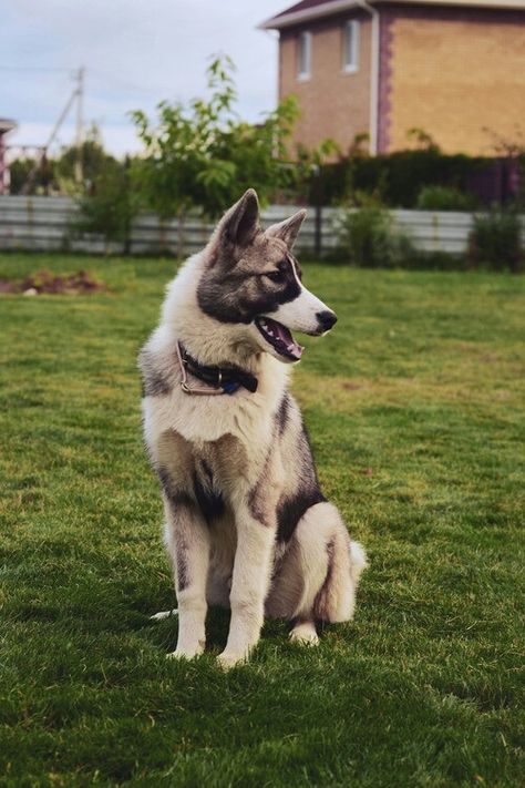 Akita husky Husky Corgi, Siberian Husky Mix, Akita Puppies, Siberian Husky Dog, Husky Mix, Pretty Dogs, Mixed Breed Dogs, Husky Puppy, Husky Dogs