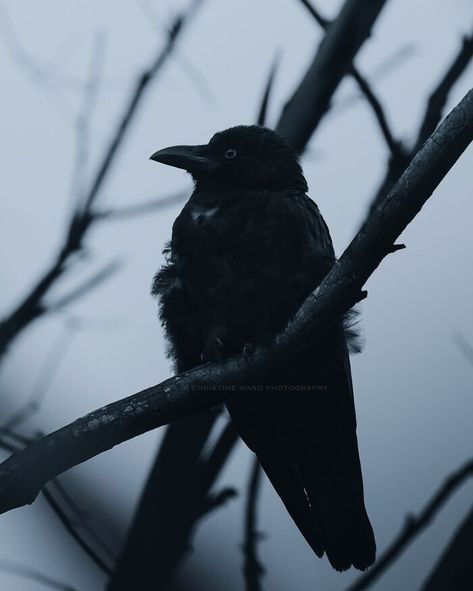 Pet Raven, Raven Photography, Crow Photography, Crow Pictures, Crow Photos, Rabastan Lestrange, Quoth The Raven, Raven Bird, Crow Bird