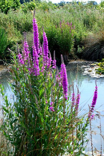 Purple Loosestrife Lake Ecosystem, Purple Loosestrife, Bog Plants, Bog Garden, Torch Lake, Food Web, Summer Water, Rain Garden, Clay Soil