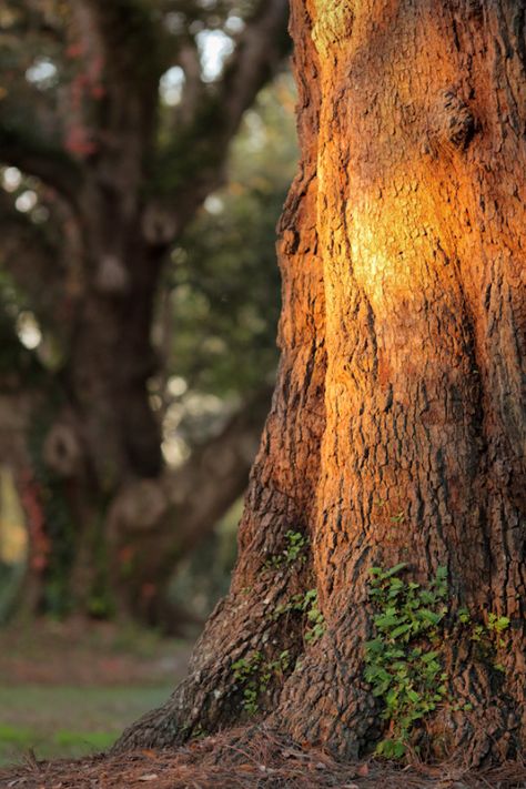 Trees Blur Image Background, Blur Image, Photoshop Digital Background, Matka Natura, Blurred Background Photography, फोटोग्राफी 101, Download Hair, Blur Background Photography, Cb Background