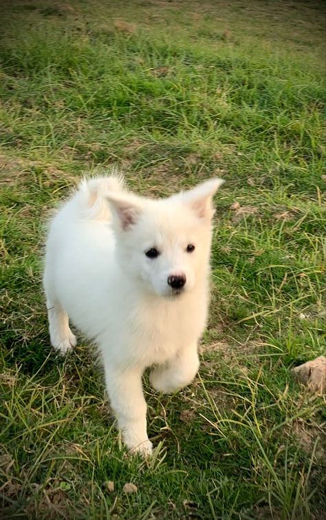 Indian Spitz, Spitz Dog Breeds, Spitz Puppy, German Spitz, Every Dog Breed, Spitz Dogs, Japanese Spitz, Obito Uchiha, White Puppies