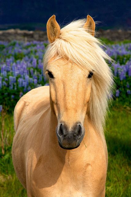 Meet more horse lovers,equestrian singles ,cowgirls or cowboys at the site www.horsesingles.net. Cavalo Palomino, Regnul Animal, Palomino Horse, Love Horses, Icelandic Horse, Majestic Horse, All The Pretty Horses, Horse Crazy, Airbrush Art