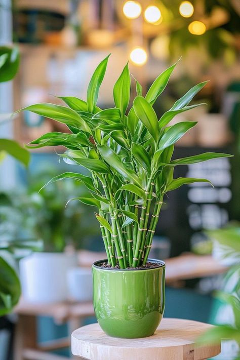 Lucky Bamboo (Dracaena sanderiana) is a delightful and vibrant addition to any home or office! 🎍🌿 Known for its elegant, spiral-shaped stems and easy care, this plant is a beautiful blend of aesthetic appeal and symbolic luck. Low maintenance and bursting with charm, Lucky Bamboo is perfect for adding a touch of greenery and good fortune to your space. Indulge in this stylish twist on indoor plants today! 🌱✨ #LuckyBamboo #IndoorPlants #GoodFortune #GreenLiving Mini Bamboo Plant, Bamboo Plants Indoor, Bamboo Plant Indoor, Bamboo Living Room, Indore Plants, Dracaena Sanderiana, Room Plants, Lucky Bamboo Plants, Houseplants Low Light