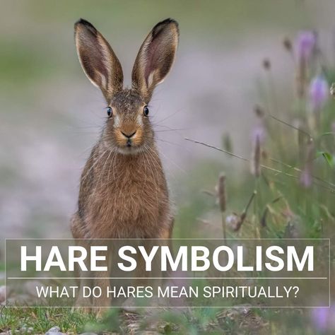 Celtic Hare Meaning, Hare Spirit Animal Meaning, Hare Tattoo Ideas, 3 Hares Tattoo, Hare Symbolism, Hare Mythology, Hare Aesthetic, Celtic Hare, 3 Hares