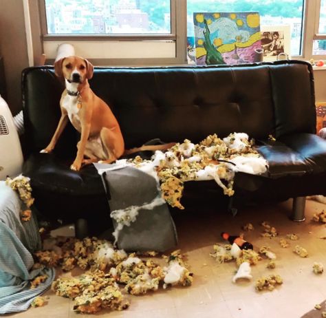 “This is a radical reimagining of Van Gogh’s Starry Night that I like to call, Torn Up Couch.”  10 Artistic Dog MESSterpieces Misinterpreted By Humans As Disasters Dog Mess, Rug Doctor, Beach Books, Small Town Romance, Dog Shaming, Silly Things, Dog Funny, Womens Fiction, Animal Stories