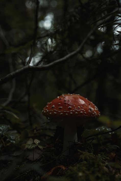 mushroom in the forest Moss Mushroom Aesthetic, Alondra Core Aesthetics, Mushroom Athestic, Mushroom Aethestic, Magic Mushroom Aesthetic, Mushroom Dark Aesthetic, Dark Forest Mushrooms, Mushroom Asthetic Picture, Mushroom Asthetic Wallpers