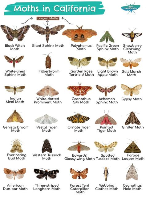 Different Types Of Moths, Types Of Moth, Giant Moths, Pinned Bugs, Moth Facts, Black Witch Moth, Beautiful Moths, Giant Moth, Types Of Moths