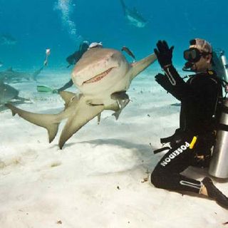 Matt, Aarin, and myself with Tiger Sharks, Hammerheads, and Lemon Sharks Lemon Shark, Sharks Funny, Ocean Day, Perfectly Timed Photos, Terry Pratchett, Oceans Of The World, Pictures Of The Week, Shark Week, Scuba Diver