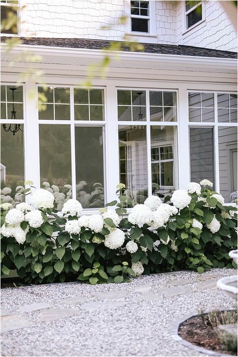 Our hydrangeas Wee White Hydrangea Landscape, Front Porch Hydrangeas, Hydrangea Bush Landscaping, Hydrangea Pathway, Hydrangea Garden Front Yard, House With Hydrangeas, White Hydrangea Landscaping, Porch Hydrangeas, Hydrangeas Aesthetic