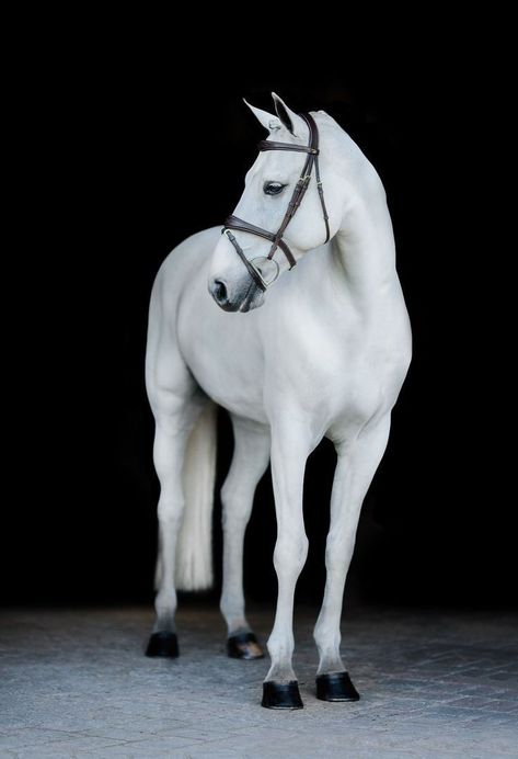 Horses White, Thoroughbred Stallion, Horse Portraits, Grey Horses, Wellington Florida, Horse Photographer, Equine Portraits, Horse Inspiration, Cute Ponies