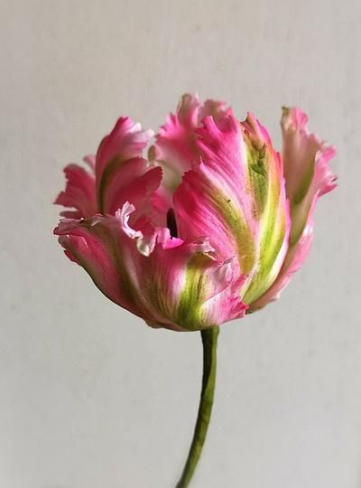 Parrot Tulips Arrangement, Parrot Tulip, Tulips Arrangement, Tulip Painting, Tulips Art, Watercolor Tulips, Beautiful Flowers Photography, Parrot Tulips, Decorating Cakes