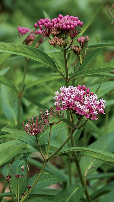 Swamp Milkweed Swamp Milkweed Plant, Wildflower Sleeve, Pollinating Plants, Oklahoma Garden, Planting Milkweed, Milkweed Butterfly, November Flowers, Maine Tattoo, Maine Garden