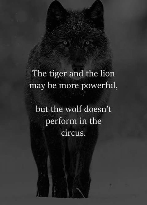 Lone Wolf Quotes, Wolf Quotes, Haiwan Lucu, Wolf Love, Vie Motivation, Warrior Quotes, Black Wolf, Badass Quotes, The Tiger