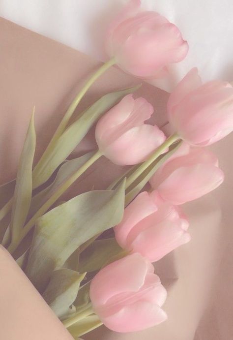 Pink Tulips, Tulips, Pink, White