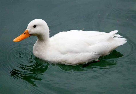 Pekin Ducks, Duck In Water, Duck Photography, Wild Birds Photography, Pekin Duck, Duck Pictures, Fancy Chickens, Reference Photos For Artists, Duck Art