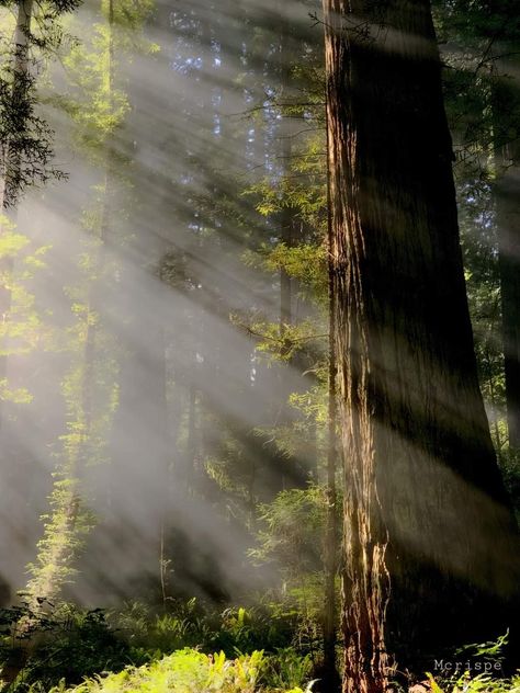 Redwood National Park, California California Redwoods Aesthetic, Tahoe National Forest, Redwood Forest Aesthetic, Redwoods Photography, Park Ranger Aesthetic, National Park Aesthetic, Redwood Forest California, Redwoods California, Green Academia