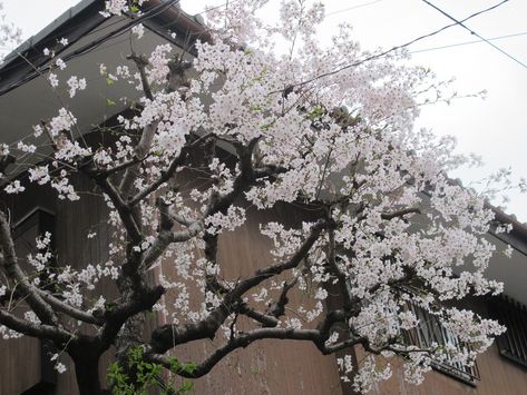 Soft Pink Theme, White Cherry Blossom, Sakura Tree, Japan Aesthetic, Inspiring Images, Dream Art, Art Beautiful, White Aesthetic, Green Aesthetic