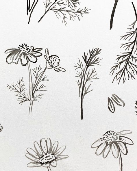 Cassandra Zook on Instagram: “Tiny chamomile sketching.  Are you guys tea or coffee drinkers?  I used to exclusively drink coffee but now since I’m an old lady 👵🏻I love…” Lavender Chamomile Tattoo, Chamomile Tea Tattoo, Chamomile Tattoo, Chamomile Drawing Simple, Chamomile Drawing, Chamomile Sketch, Chamomile Flower Illustration, Old Lady, Drink Coffee