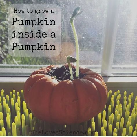 Grow Pumpkins From Seeds, Growing Sprouts, Halloween Stem, Growing Pumpkins, Pumpkin Projects, Plant Life Cycle, Homeschool History, Science Lab, Seed Starting