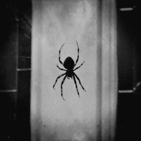 Spiders Aesthetic Dark, Goth Spider Aesthetic, Black Spider Aesthetic, Spider Astethic, Spider Aesthetic Dark, Spider Widget, Spiders Aesthetic, Spider Pfp, Spider Black And White