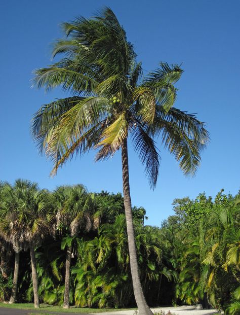 Cocos nucifera *Coconut Palm Tree* Pokok Kelapa Aesthetic, Coconut Girl Aesthetic Outfits, Coconut Plant, Coconut Aesthetic, Aesthetic Coconut Girl, Girl Aesthetic Outfits, Aesthetic Coconut, Coconut Girl Aesthetic, Coconut Palm Tree