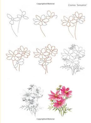 How to Draw Flowers: In Simple Steps: Janet Whittle: 9781844483266: Amazon.com: Books Hur Man Ritar Blommor, Trin For Trin Tegning, Ako Kresliť, How To Draw Flowers, Botanical Line Drawing, Draw Flowers, Flower Drawing Tutorials, Floral Drawing, Seni Cat Air