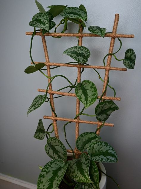 Mini Trellis, Indoor Climbing Plants, Modern Mexican Home Decor, Houseplant Trellis, Indoor Plant Trellis, Modern Mexican Home, Home Decor Cheap, French Country Home Decor, Climbing Plant Support