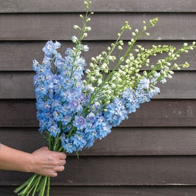 Magic Fountains Sky Blue White Bee English Garden Wedding Flowers, Light Blue Delphinium, Magic Fountain, Garden Wedding Flowers, Blue Delphinium, Attracting Beneficial Insects, Fall Arrangements, Light Blue Flowers, Flower Center