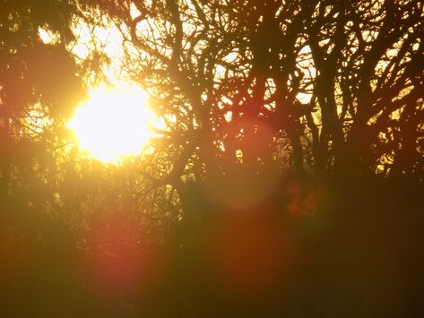 silhouettes sun glare bokeh trees Sun Glare Photography, Podcast Intro, Light Reference, Sun Flare, Morning Light, Printmaking, Still Life, Podcast, Trees