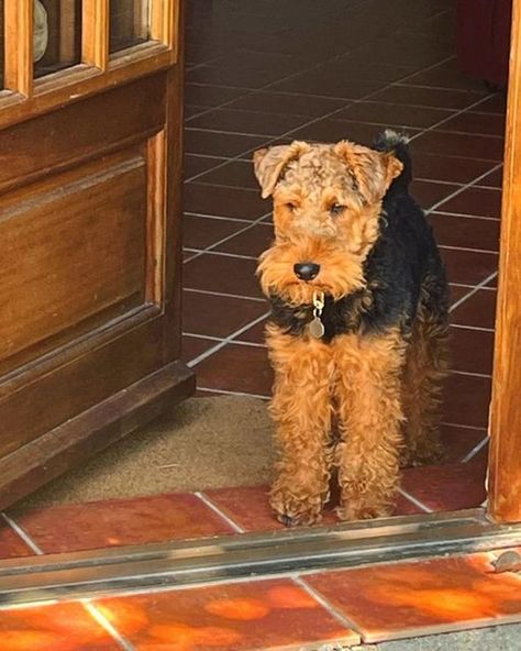 Welsh Terrier Puppy, Airedale Terrier Aesthetic, Welch Terrier, Airedale Terriers, Lakeland Terrier, Welsh Terrier, Terrier Puppy, Airedale Terrier, Fox Terrier