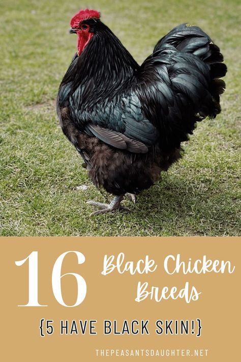 Many chickens come in black and these are some of the most striking and unusual examples of black chicken breeds. Five of these breeds have fibromelanosis — they are truly black inside and out with black feathers, skin, blood, organs, and bones. Black Chickens Breeds, Java Chicken, Americana Chickens, Australorp Chicken, Black Australorp, Rooster Breeds, Giant Chicken, Black Chicken, Meat Birds