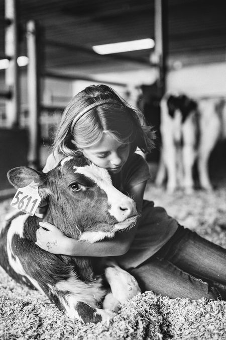 Cows Photography, Cow Photography, Holstein Cows, Dairy Cattle, Farm Photography, Farm Cow, Country Kids, Dairy Farm