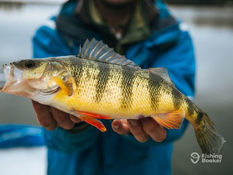 FishingBooker: How to Go Perch Fishing: An Angler's Guide Crayfish Tails, Plastic Worms, Diy Fishing Lures, Red Worms, Perch Fishing, Fishing Ideas, Diy Fishing, Fishing Diy, Fishing Techniques