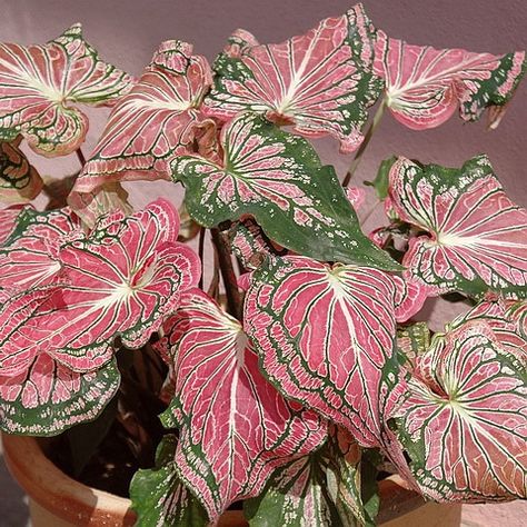 Pink Princess Symphony Caladium, Pink Symphony Caladium, Symphony Caladium, Pink Caladium, Indoor Flowering Plants, Home Garden Design, Pink Garden, Mini Plants, House Plants Decor