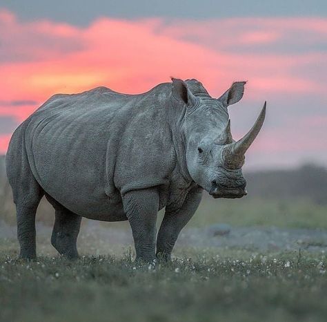 African Animals Photography, African Rhino, Rhino Animal, Ivory Trade, Photography Tattoo, Animal Photography Wildlife, Wild Animals Photography, Africa Wildlife, Africa Animals