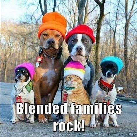 One Big Happy Family Cats Wearing Hats, Cat Lead, Blue Heeler, Cat Rescue, Sweet Animals, Rottweiler, Animals Friends, Border Collie, I Love Dogs