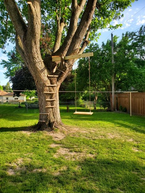 Basic Tree House, Forest Ideas, Tree Swings, Backyard Plans, Backyard Trees, Tree House Diy, Backyard Swings, Backyard Plan, Gum Tree